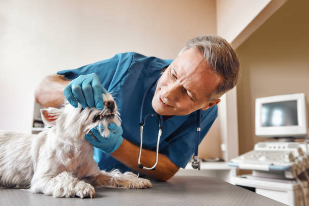 Best Emergency Care for Gum Disease in El Paso, TX